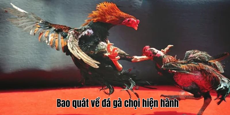 Bao quát về đá gà chọi hiện hành