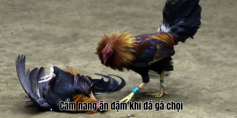 Cẩm nang ăn đậm khi đá gà chọi