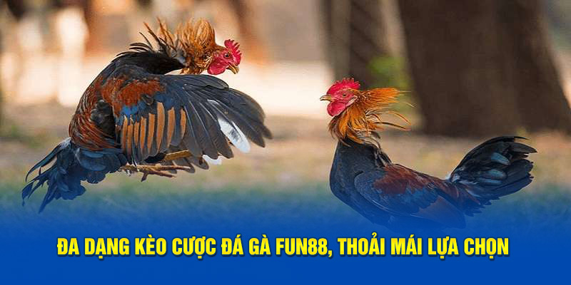 Đa dạng kèo cược đá gà FUN88, thoải mái lựa chọn