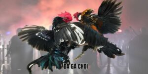 da-ga-choi