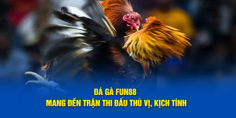 Đá gà FUN88 mang đến trận thi đấu thú vị, kịch tính