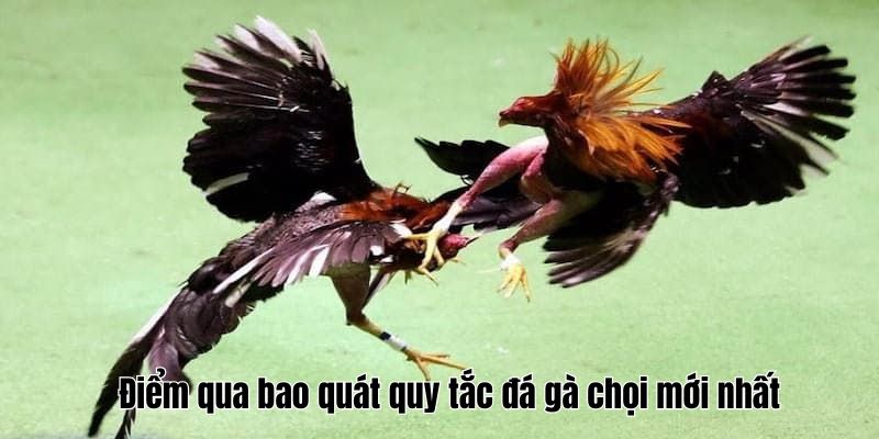 Điểm qua bao quát quy tắc đá gà chọi mới nhất